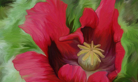 Flores