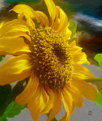 Girasol