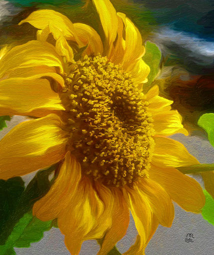 Girasol