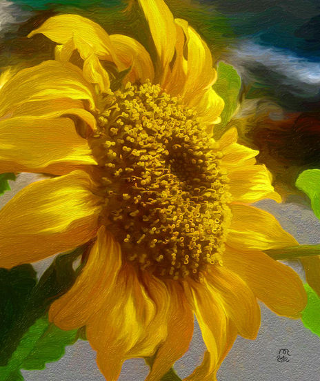 Girasol