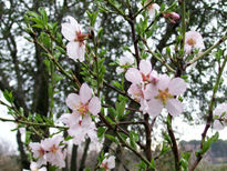 Flores de almendros