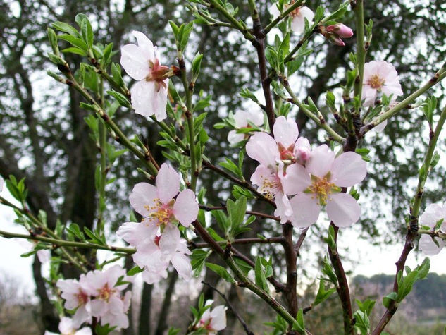 flores de almendros Nature Color (Digital)