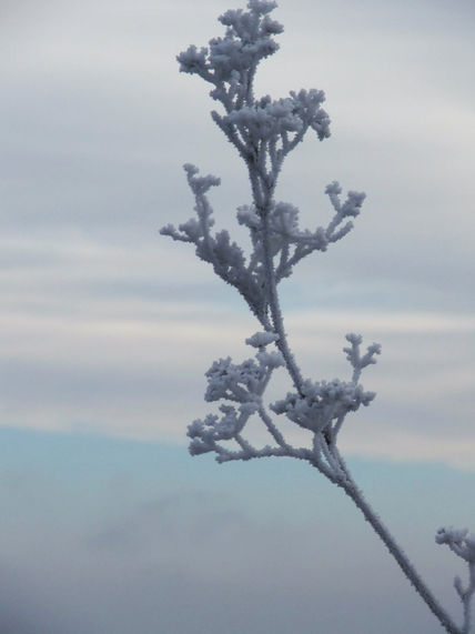 Escarcha invernal