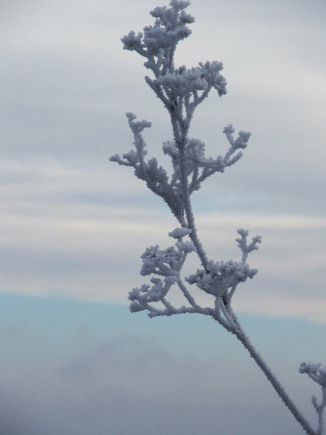 Escarcha invernal