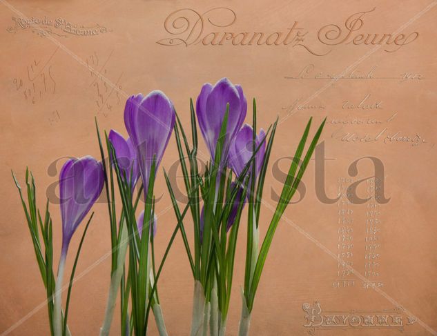 Los crocus y los textos franceses. Still lifes Color (Digital)