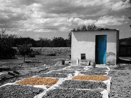 Almendras al sol