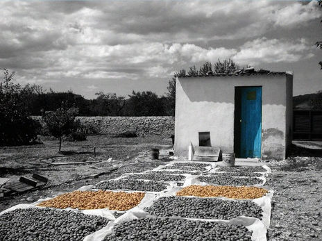 Almendras al sol