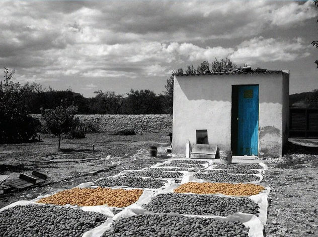 almendras al sol
