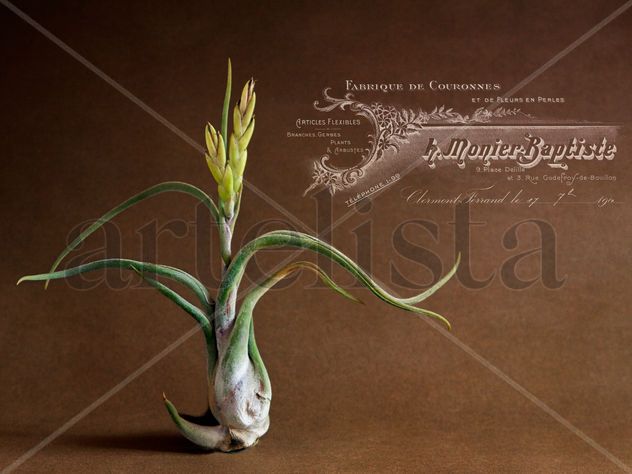 Tilandsia bulbosa y los logos franceses.
