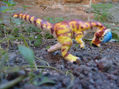 PACHYCEPHALOSAURUS