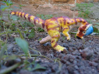 Pachycephalosaurus