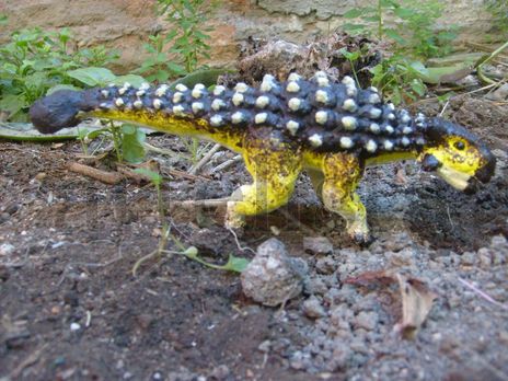 Ankylosaurus