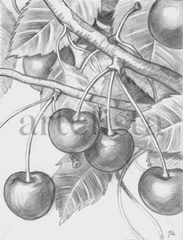 Cerezas Graphite Canvas Floral Painting