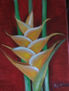 "HELICONIA AMARILLA".