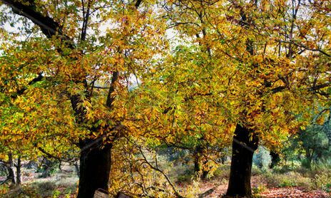 Colores de Sierra