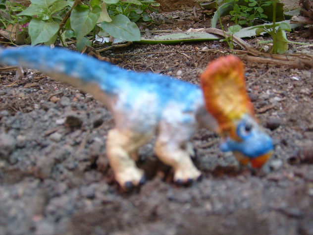 PROTOCERATOPS