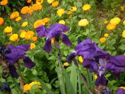 "Dígaselo con flores"