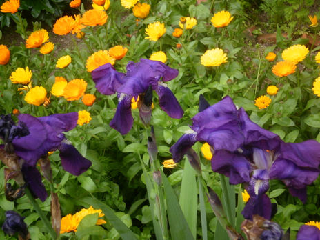 "Dígaselo con flores"