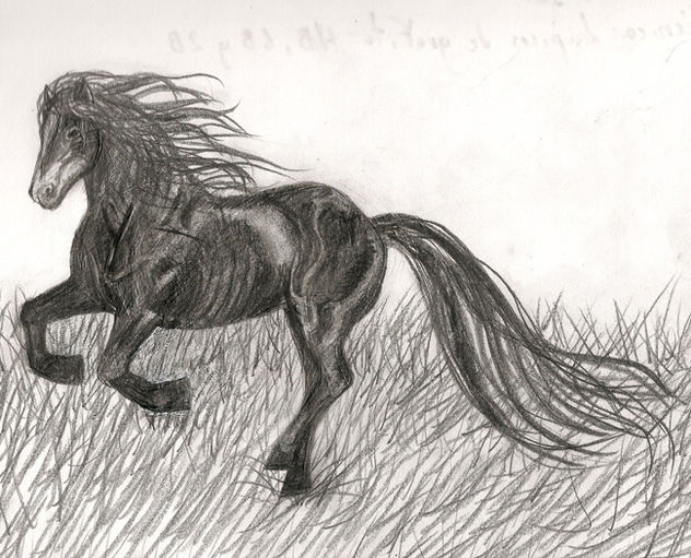 Caballo negro