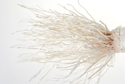 Macro Puerro