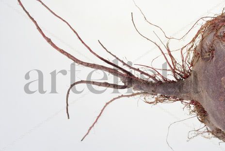 Macro Remolacha