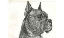 Animales