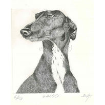 Galgo