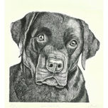 Animales thumbnail 2