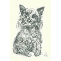 Yorkshire terrier