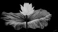 flor de loto