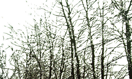 EL BOSQUE GRABADO