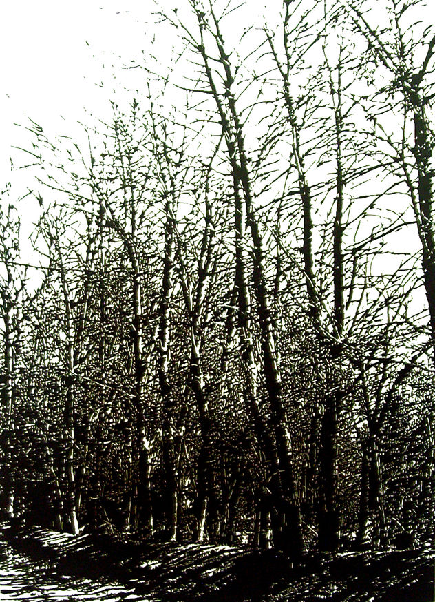 BOSQUE-02
