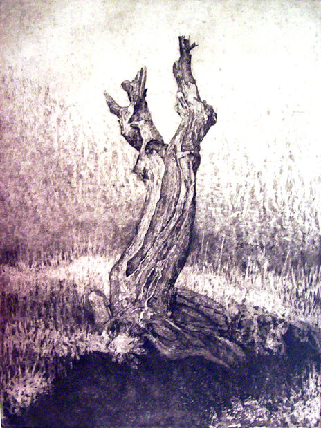 Bosque-07