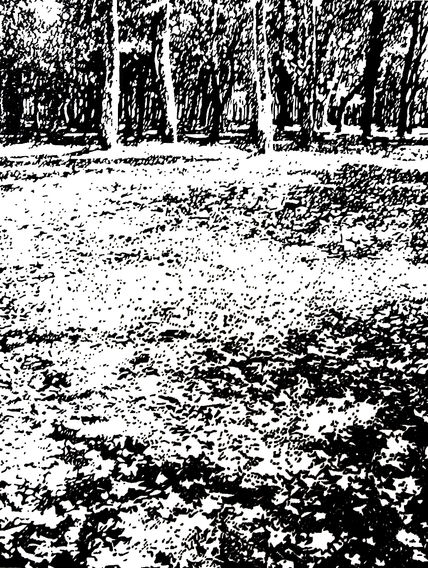 Bosque-08