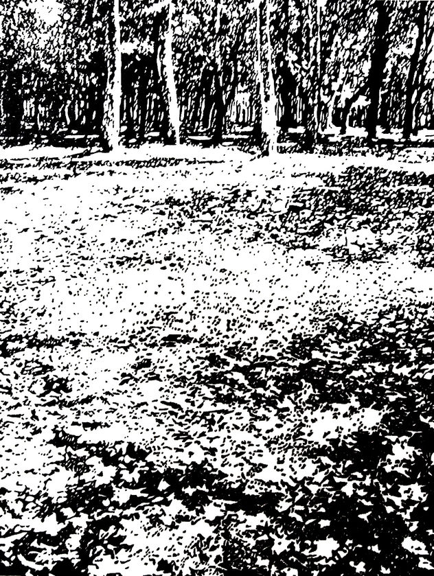 BOSQUE-08