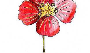 Dibujos Liana