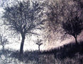 BOSQUE-11