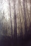 BOSQUE-37