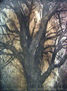 BOSQUE-42