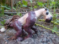 MOROPUS