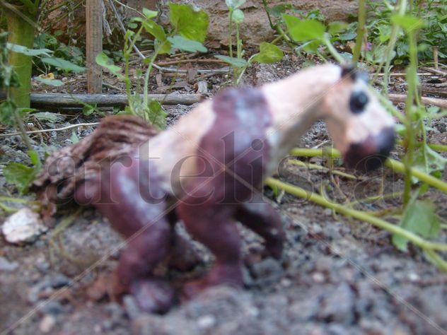MOROPUS