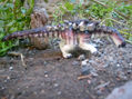 SAUROPELTA