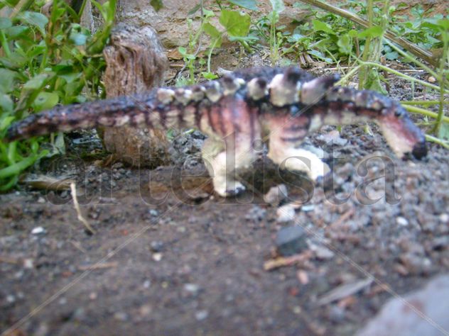 SAUROPELTA