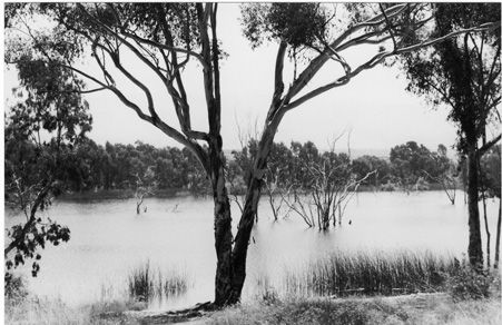 OTAY LAKE Naturaleza Blanco y Negro (Digital)