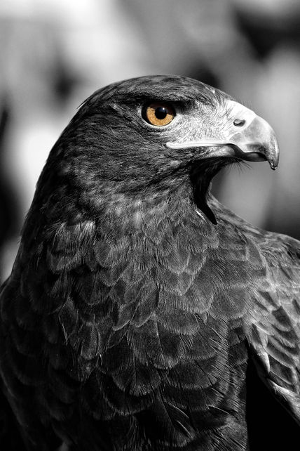 Bird of prey