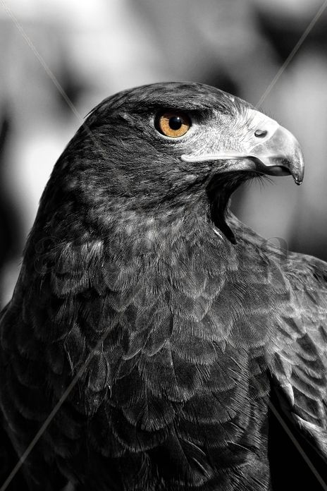Bird of prey