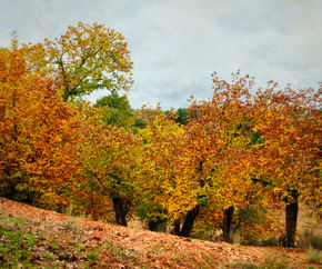 Color de Sierra 2