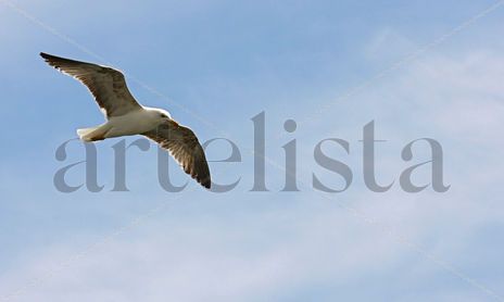 Aves