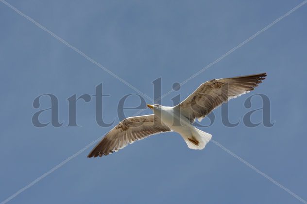 Gaviota