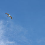Aves thumbnail 2